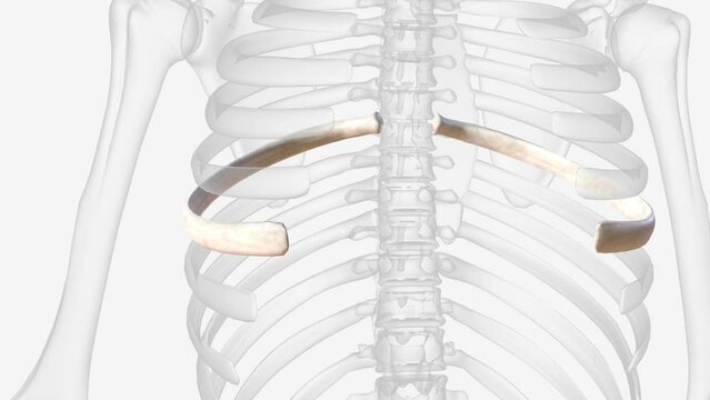 sixth rib. one of the bones forming the human rib cage. rib 6 6th rib. In more languages .