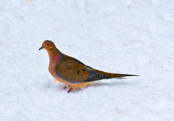 Zenaida dove (Zenaida sp.) - male pigeon looking for food in the snow in winter in New Jersey