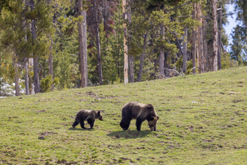 Grizzly Bear Sow and Cubs in Springtime in Yellowstone National Park Wyoming