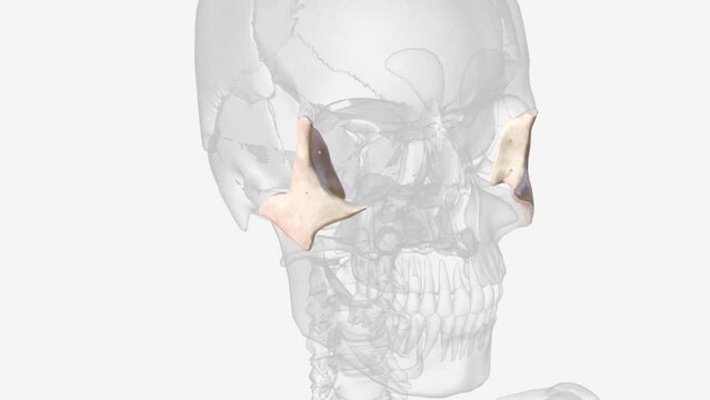 The zygomatic bone (or zygoma) is a paired, irregular bone that defines the anterior and lateral portions of the face .