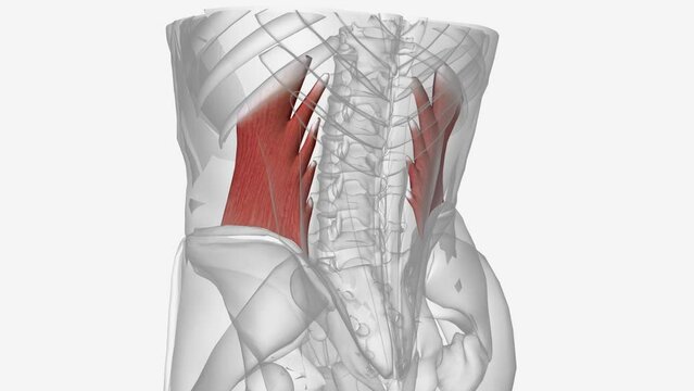 The vertebral column surrounds the spinal cord which travels within the spinal canal, formed from a central hole within each vertebra