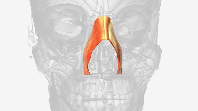 The nasalis muscle is a sphincter-like muscle of the nose. It has a transverse part and an alar part.