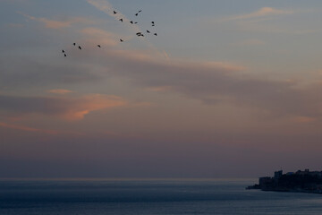 birds flying in the sunset sky