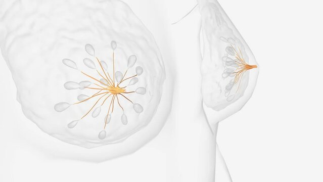 The lactiferous ducts are arranged radially in the nipple .