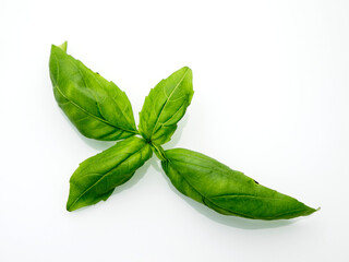 Basil leaves on white background. - obrazy, fototapety, plakaty