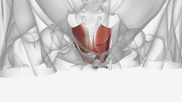 Muscles of pelvic floor and perineum .