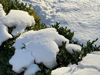 Snow covered evergreen leaves boxwood bush in the winter park.