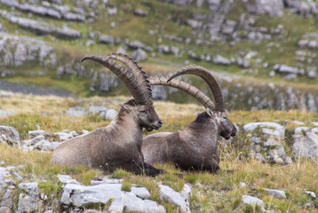 bouquetins allongés dans l'herbe dans les alpes dans le désert de Platé en été