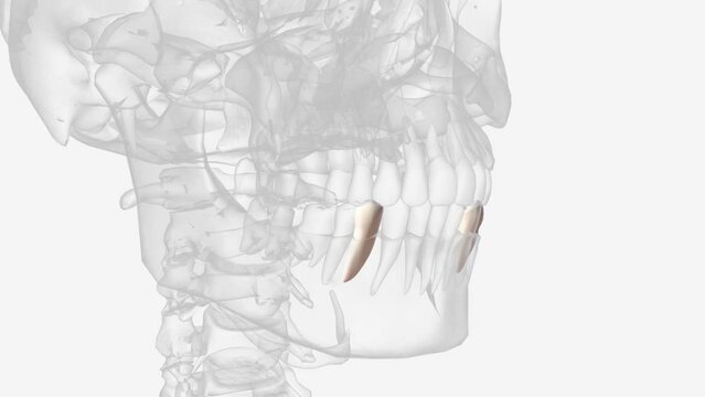 The mandibular first premolar is the tooth located laterally from both the mandibular canines of the mouth but mesial from both mandibular second premolars