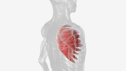 The serratus anterior muscle is a fan-shaped muscle at the lateral wall of the thorax .