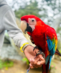 red and yellow macaw