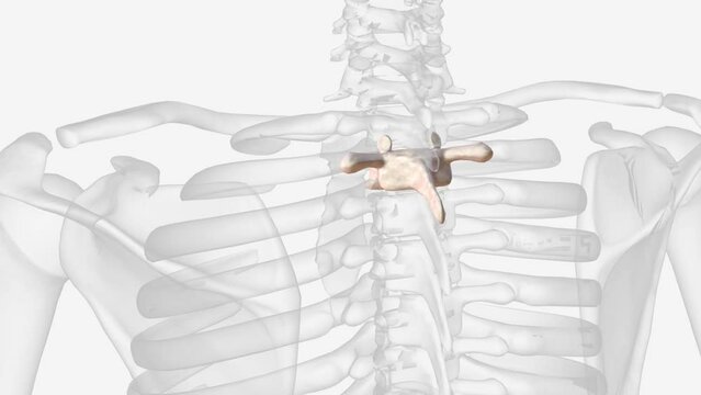 Second thoracic vertebrae (T2): The T2 vertebra is larger than T1 ... thoracic vertebra and the lumbar vertebrae .