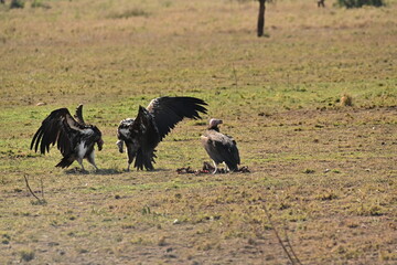 Vulture stand-off