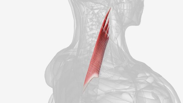 Levator scapulae is a posterior Axio-appenducular muscle that connects the upper limb to the vertebral column .