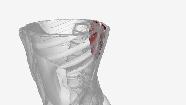 The serratus posterior inferior is a muscle within the intermediate compartment of the back.