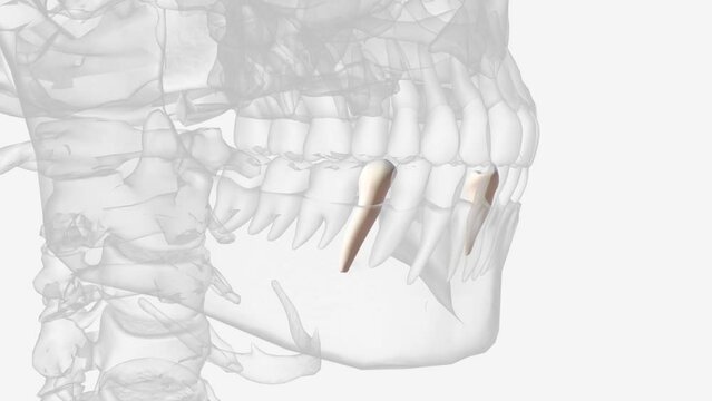 Mandibular second premolars have three cusps .