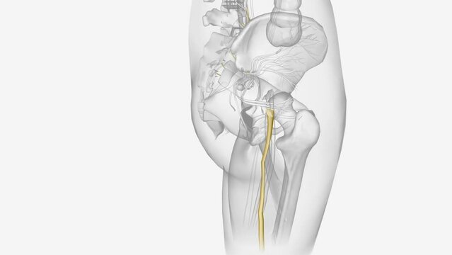 The sciatic nerves branches from your lower back through your hips and buttocks and down each leg .