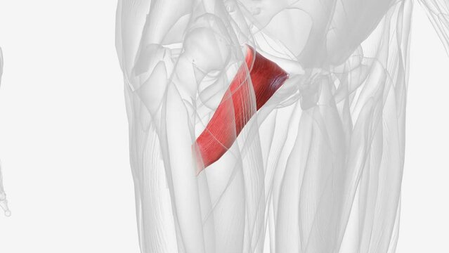 Pectineus is a short quadrangular muscle extending from the pubis to the area just below the lesser trochanter of femur .