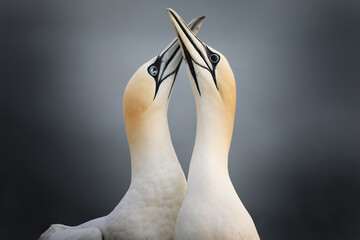 pair gannets