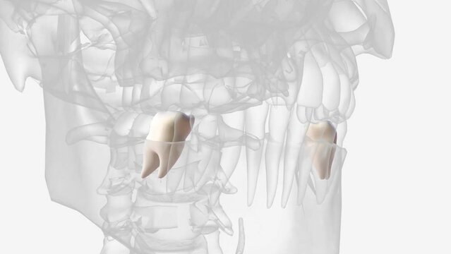The mandibular first molar usually has two roots, a mesial and a distal .
