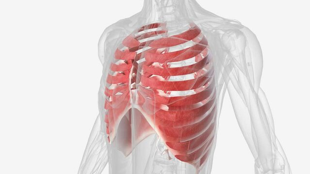 The muscles of the thorax include both the diaphragm as well as the muscles of the thoracic cage .