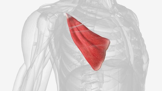 The pectoralis minor muscle creates a passage between the ribs for the transit of the brachial plexus and both the subclavian artery and vein .