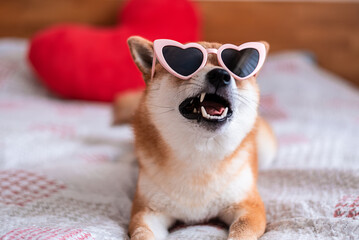 Shiba inu dog in heart shaped sunglasses is lying on the bed