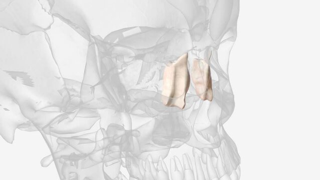The lacrimal bone is a paired facial bone located in the medial wall of the orbit .