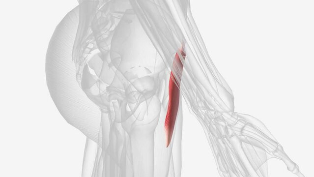 Gluteus minimus is the smallest muscle of the glutei .