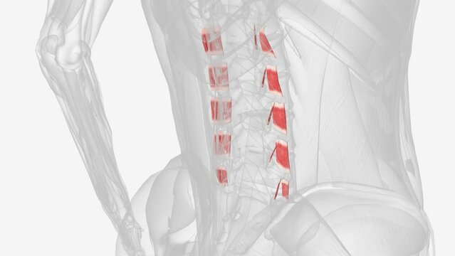 The intertransversarii muscles attach between the transverse processes of adjacent lumbar vertebrae .