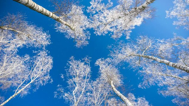 Beautiful winter white trees, falling snow. Forest, park, branches, tree, peace, calm, scene, nature, walk, frost, ice, icy, cold, clean, clear, arctic, day, bright, view, pan, up, hd. ProRes422HQ