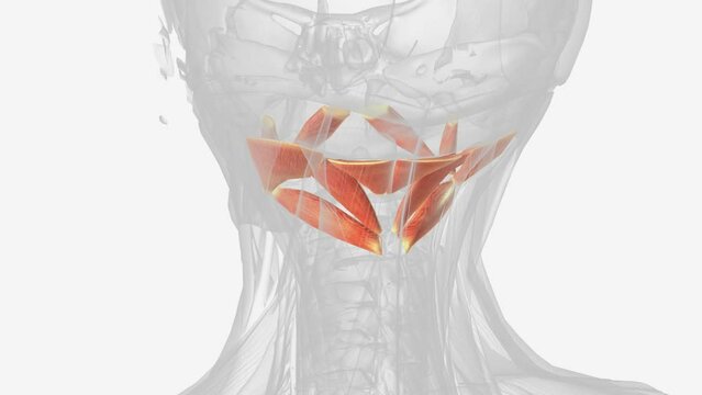 The suboccipital muscles are a group of four muscles located inferior to the external occipital prominence of the skull .