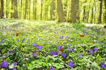 Blue flowers periwinkle with butterfly in forest in the sunlight in a spring morning on background blur forest - obrazy, fototapety, plakaty