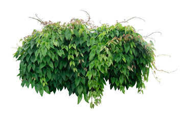 Hanging vine tropical forest plant bush with heart shaped green leaves and brown young leaves of purple yam or winged yam (Dioscorea alata) the tropic jungle plant growing in wild