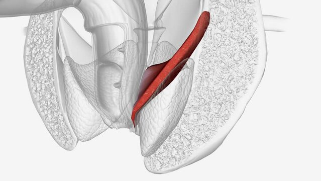 The levator ani is a broad, thin muscle group, situated on either side of the pelvis .