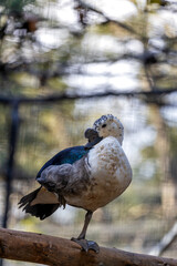 Knob-billed Duck (Sarkidiornis melanotos) in Madagascar