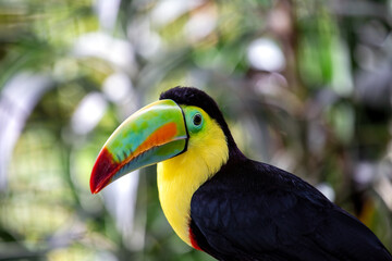 Keel-billed Toucan (Ramphastos sulfuratus) in Southern Mexico