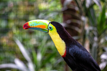 Keel-billed Toucan (Ramphastos sulfuratus) in Southern Mexico