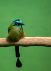 Highland Blue-crowned Motmot (Momotus coeruliceps) in Costa Rica.