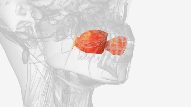 The buccinator muscle is a thin quadrilateral facial muscle that is the main component of the cheek .