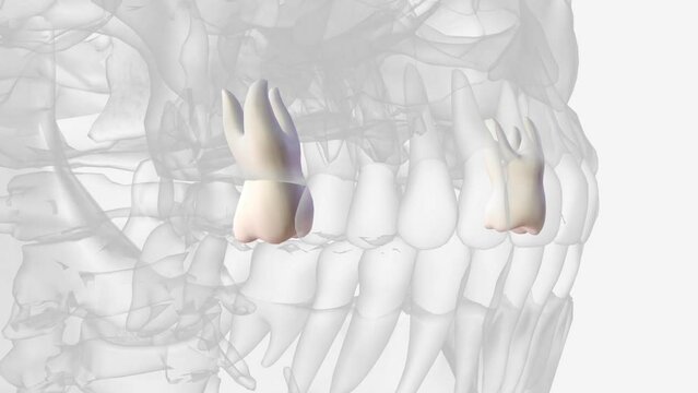 The maxillary first molar is the sixth tooth from the midline in the upper arch .
