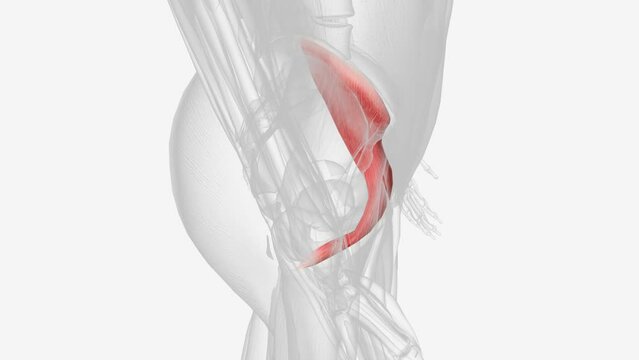 The iliacus is a flat, triangular muscle which fills the iliac fossa.