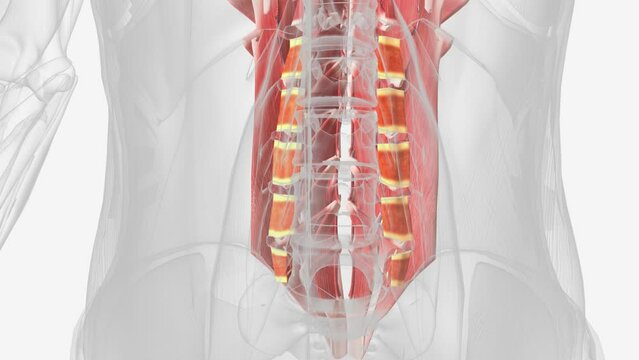 The intertransversarii muscles attach between the transverse processes of adjacent lumbar vertebrae .