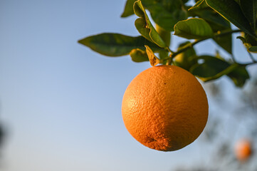 juicy oranges in an orange orchard in Cyprus in winter 3