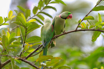 green winged macaw