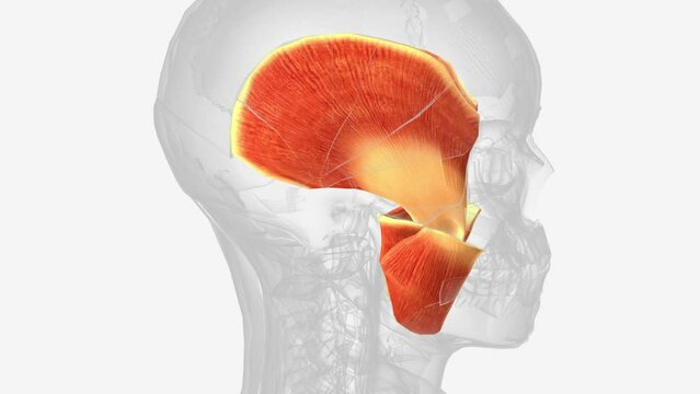The muscles of mastication are a group of muscles associated with movements of the jaw .