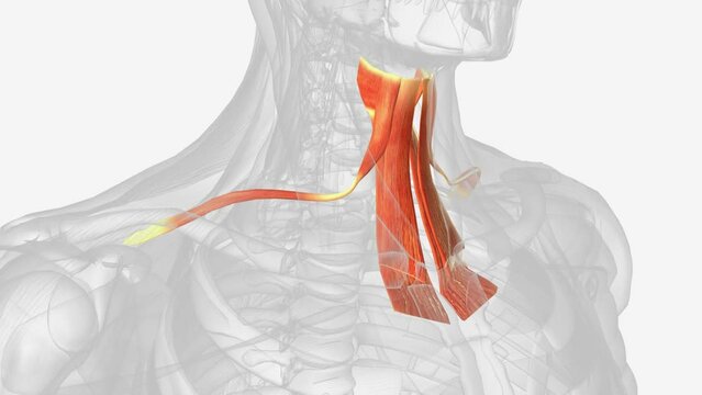 The infrahyoid muscles are a group of four muscles that are located inferiorly to the hyoid bone in the neck.