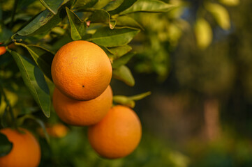 juicy oranges in an orange orchard in Cyprus in winter 7