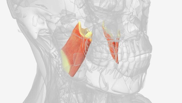 The medial pterygoid muscle, a major elevator of the jaw is a square-shaped masticatory muscle .