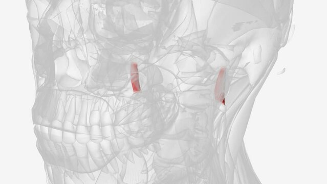 The rectus capitis lateralis is a paired muscle located in the neck .